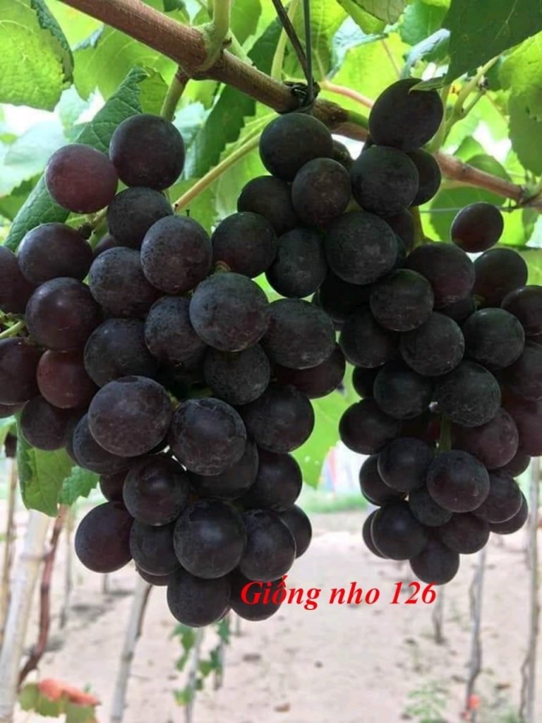 Trái nho kẹo ngọt Ninh Thuận