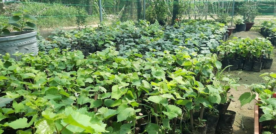 Nho giống Ninh Thuận – Giống nho ngon, chất lượng cao