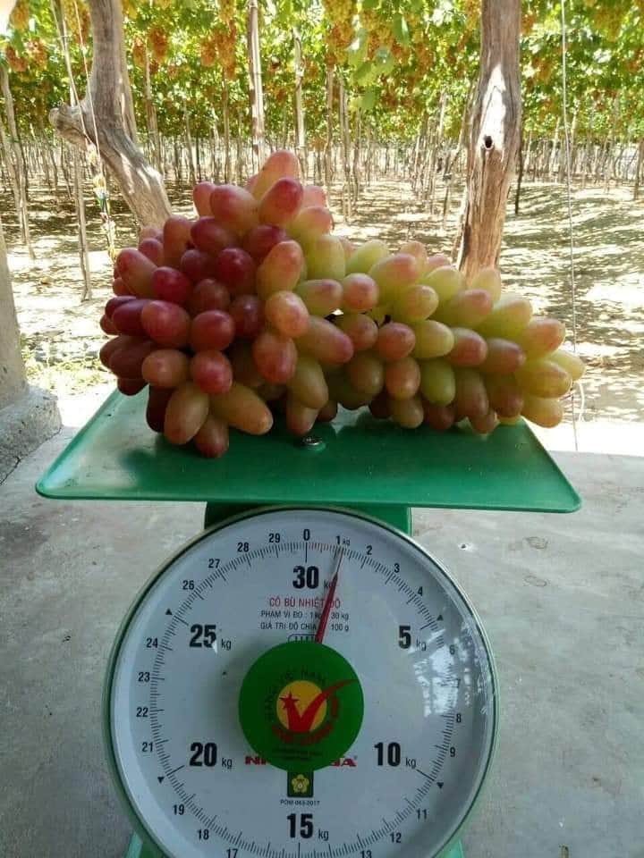 Nho giống Ninh Thuận – Giống nho ngon, chất lượng cao