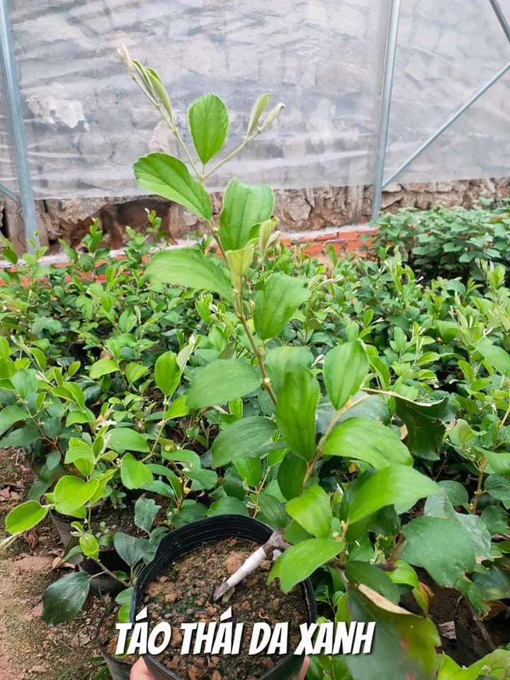 Cây táo thái da xanh Ninh Thuận