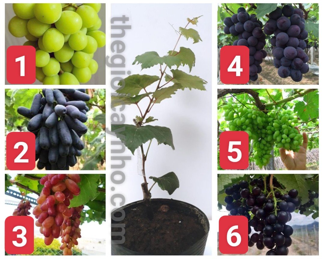 Nho giống Ninh Thuận – Giống nho ngon, chất lượng cao