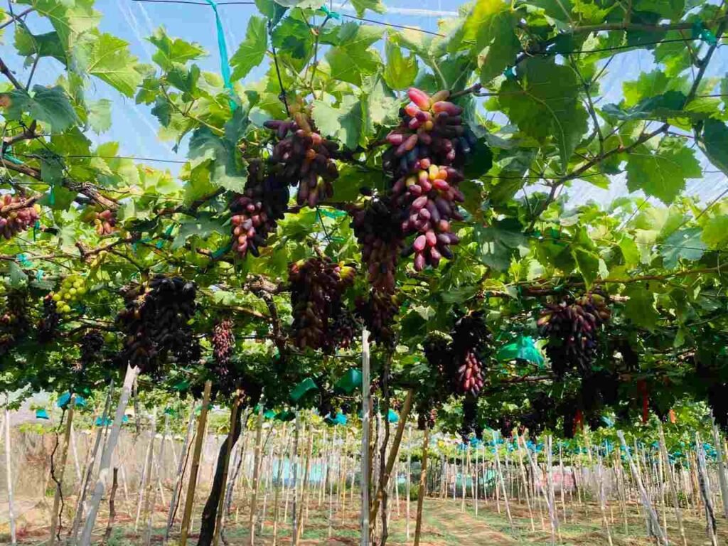 nho ngon tay den khong hat tai hoang yen farm