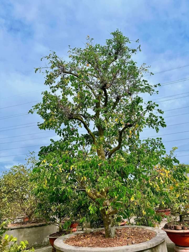 Bán Cây Khế