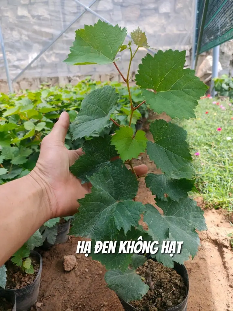 Nho hạ đen