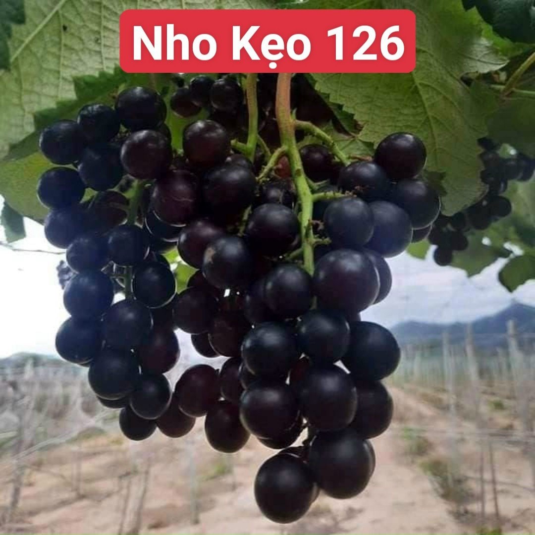 Nho kẹo 126