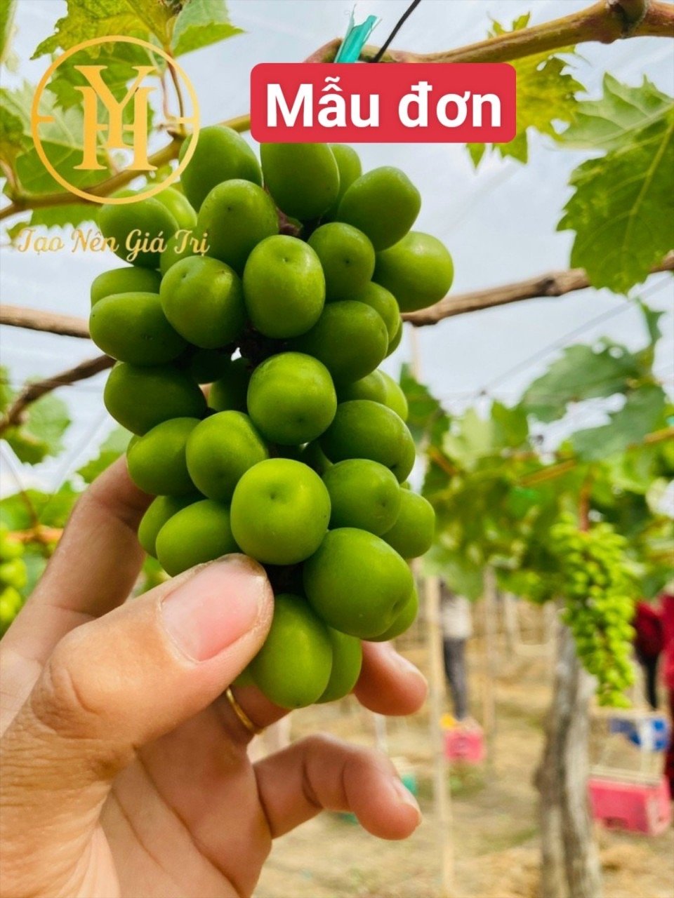 Khai Trương Thú Vị Giảm 20%