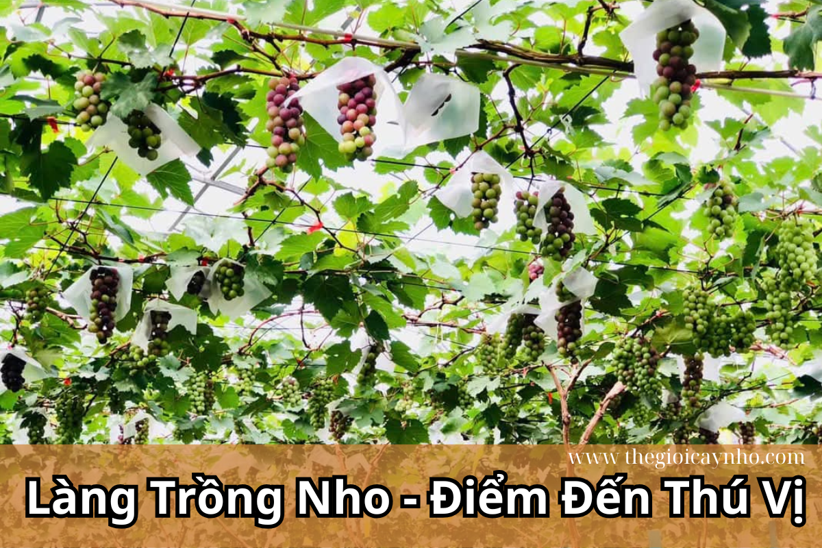 Làng trồng nho