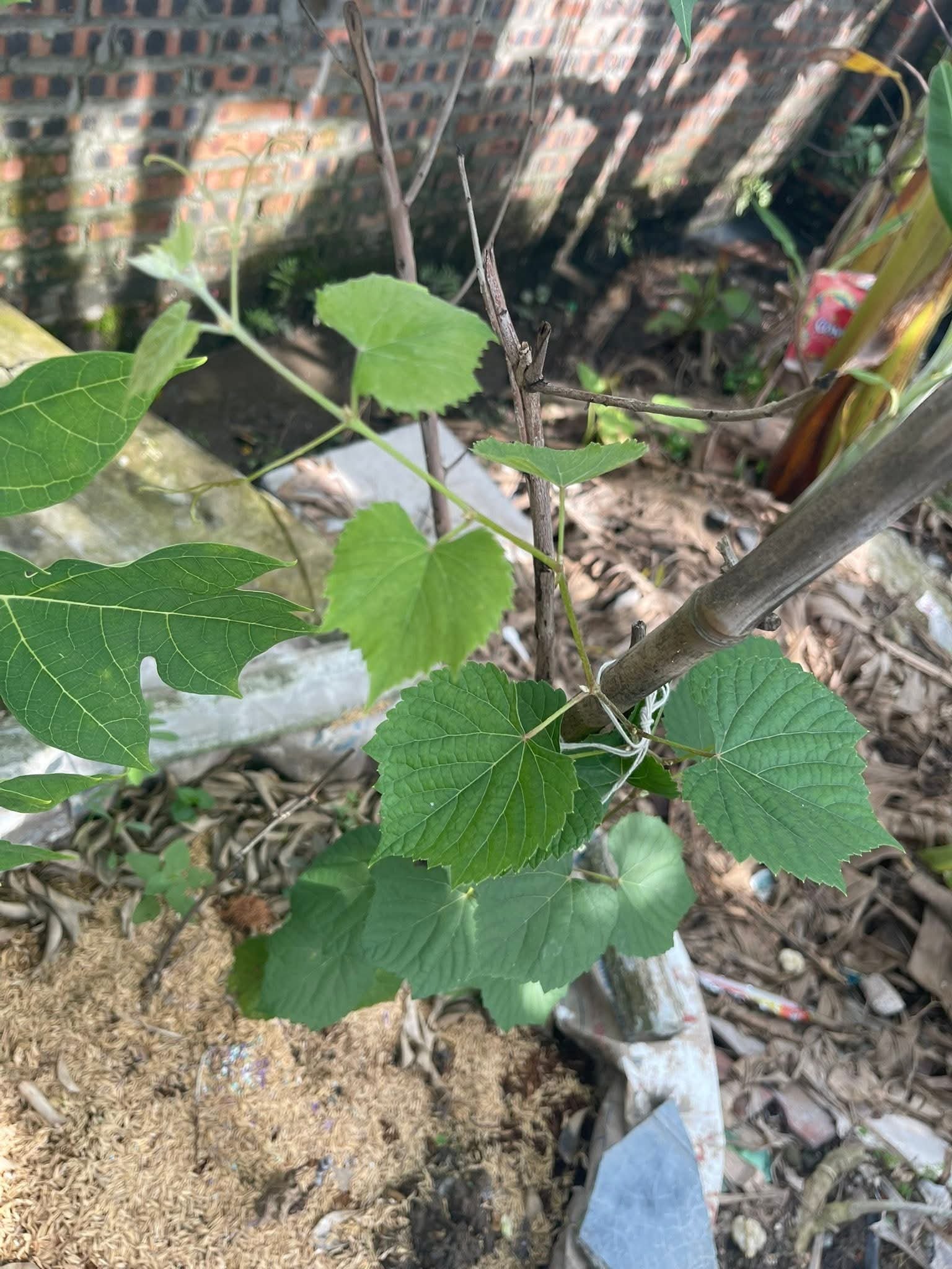 Phân Biệt Nho Dại và Nho Ăn Trái