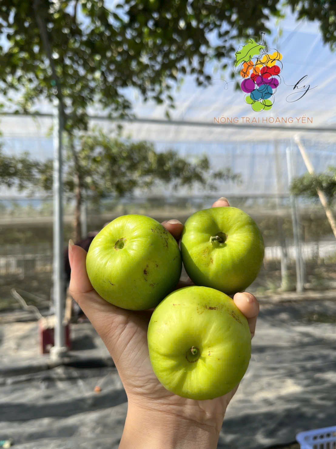 IMG_20251029_115814 Farm Ninh Thuận – Bán Cây Táo Thái Da Xanh Đang Cho Trái, Trồng Là Có Quả Ngay