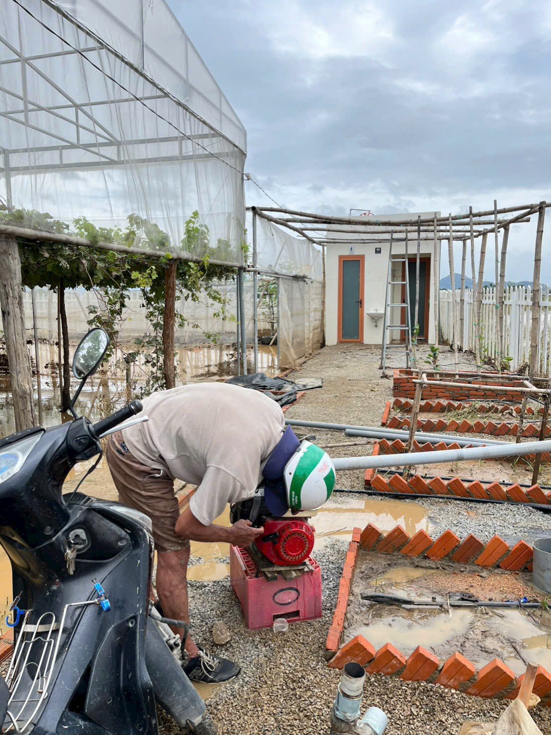 IMG_20251123_055916 Hành Trình Khôi Phục Vườn Nho Sau 6 Ngày Ngập Lũ | Thế Giới Cây Nho