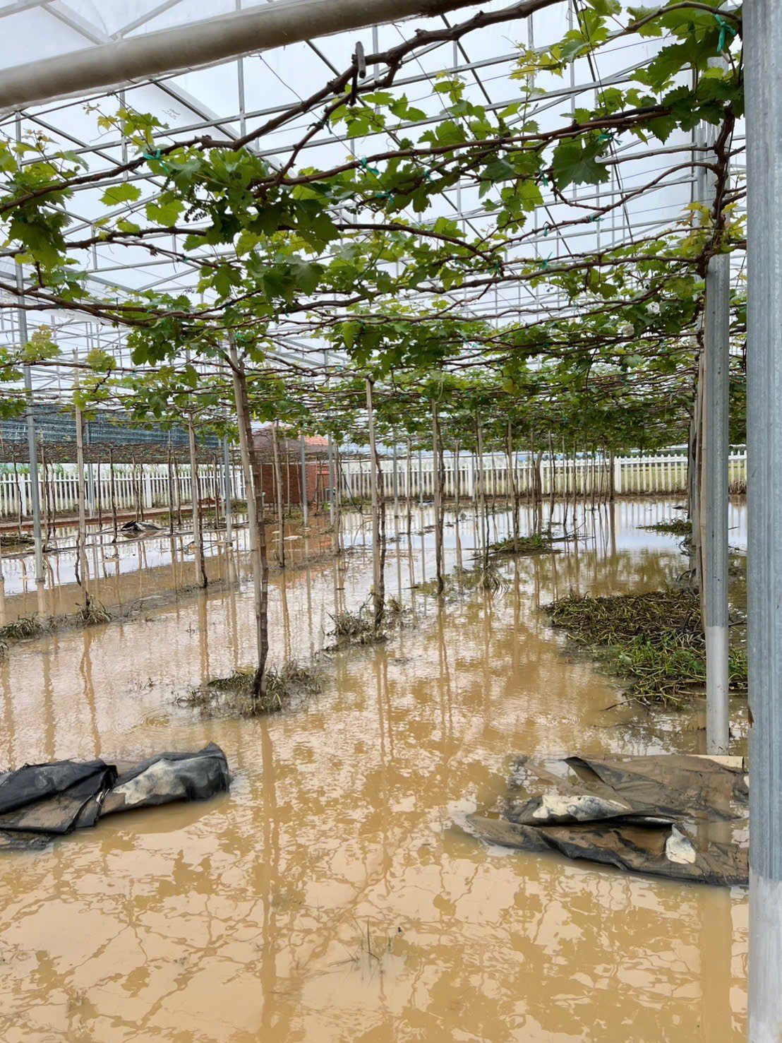 Hành Trình Khôi Phục Vườn Nho Sau 6 Ngày Ngập Lũ | Thế Giới Cây Nho