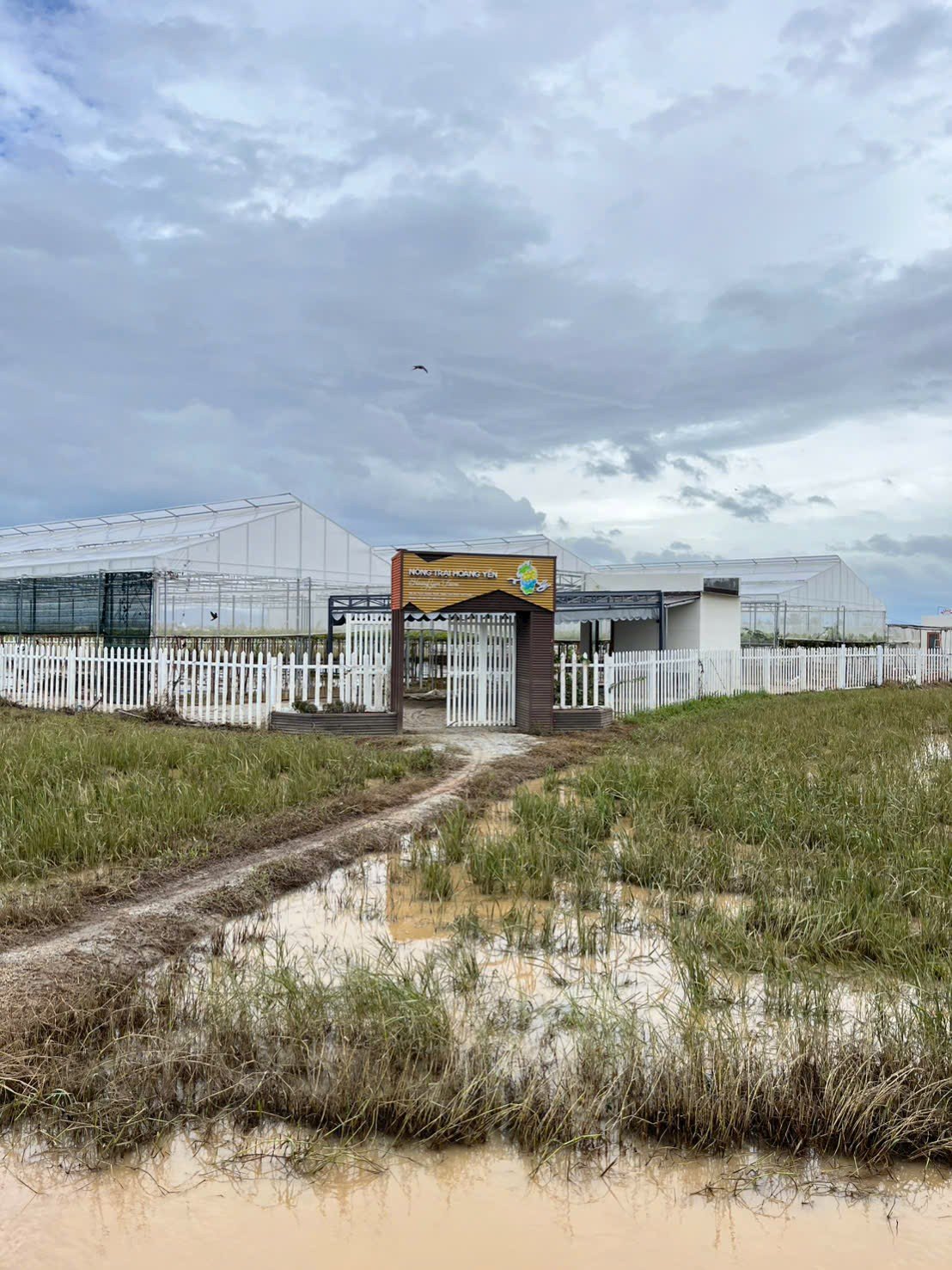 IMG_20251123_055925 Hành Trình Khôi Phục Vườn Nho Sau 6 Ngày Ngập Lũ | Thế Giới Cây Nho