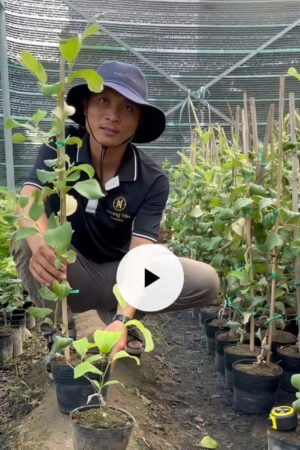 Cây táo Thái đang trái tại thế giới cây nho - Nông trại Hoàng Yến