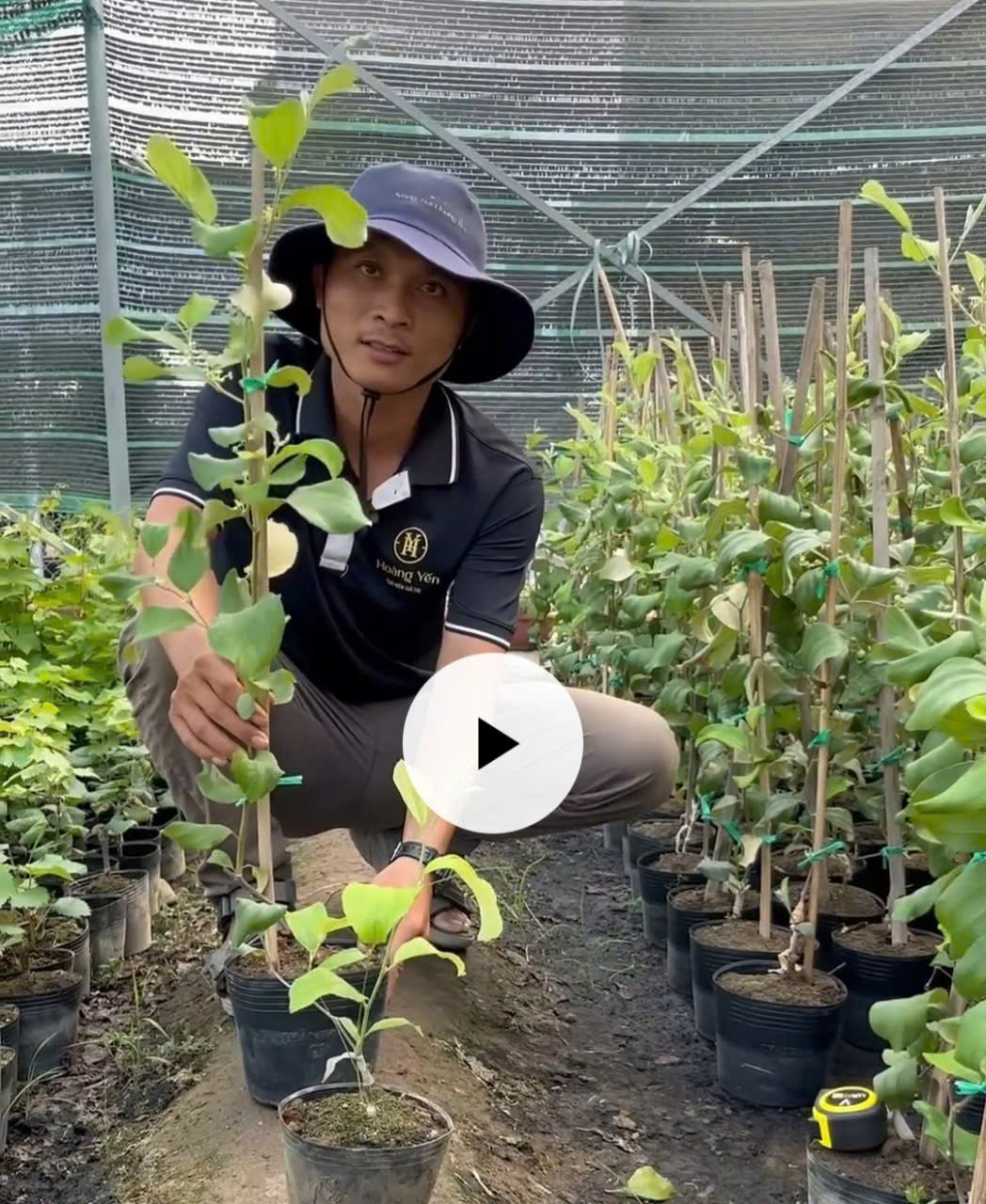 Cây táo Thái đang trái tại thế giới cây nho - Nông trại Hoàng Yến (10) Cây táo Thái đang trái tại thế giới cây nho - Nông trại Hoàng Yến