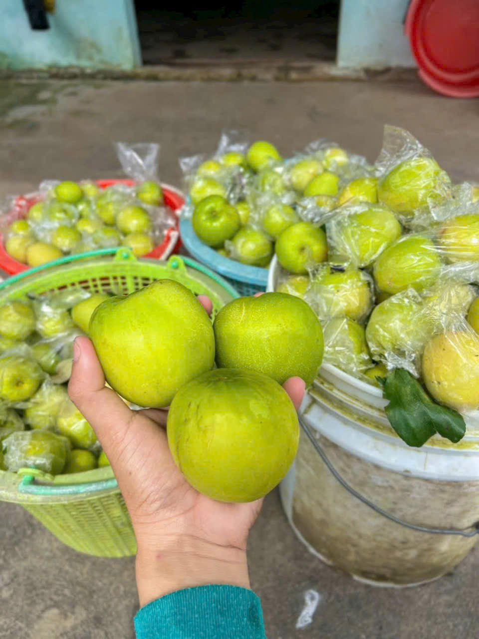 Cây táo Thái đang trái tại thế giới cây nho - Nông trại Hoàng Yến (3) Cây táo Thái đang trái tại thế giới cây nho - Nông trại Hoàng Yến