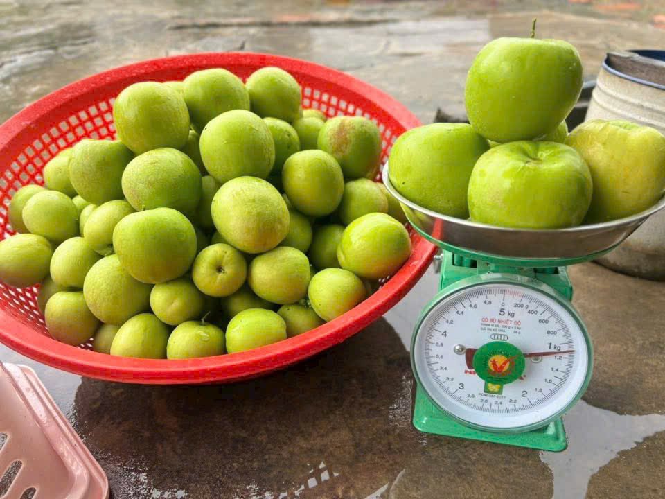 Cây táo Thái đang trái tại thế giới cây nho - Nông trại Hoàng Yến (4) Thu hoạch trái táo Thái