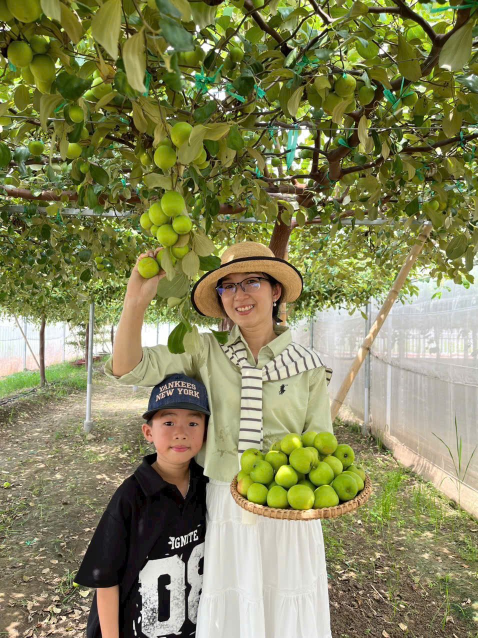 Cây táo Thái đang trái tại thế giới cây nho - Nông trại Hoàng Yến (5) Cây táo Thái đang trái tại thế giới cây nho - Nông trại Hoàng Yến
