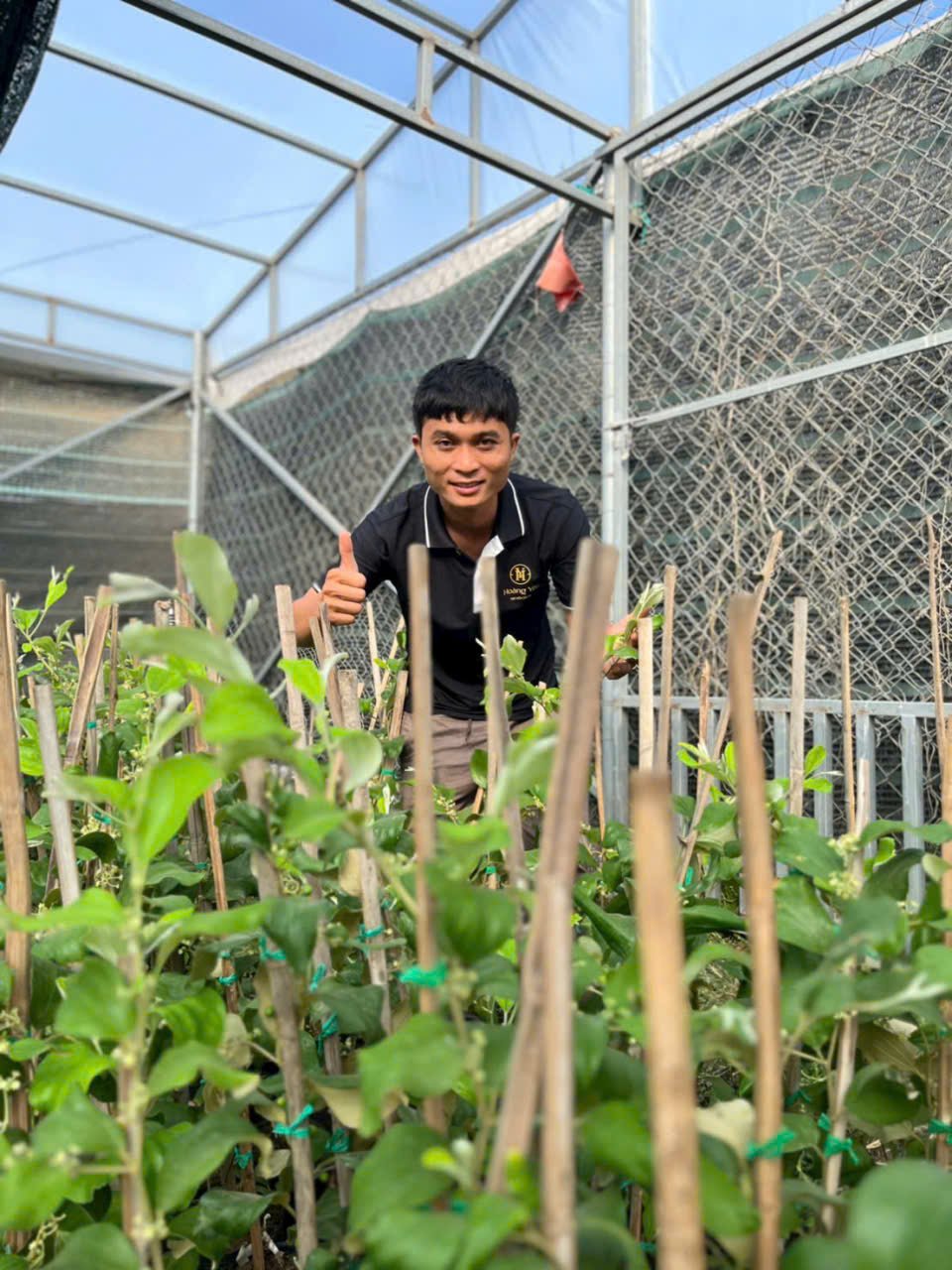 Cây táo Thái đang trái tại thế giới cây nho - Nông trại Hoàng Yến (6) Đặc điểm cây táo Thái cao trên 1 mét