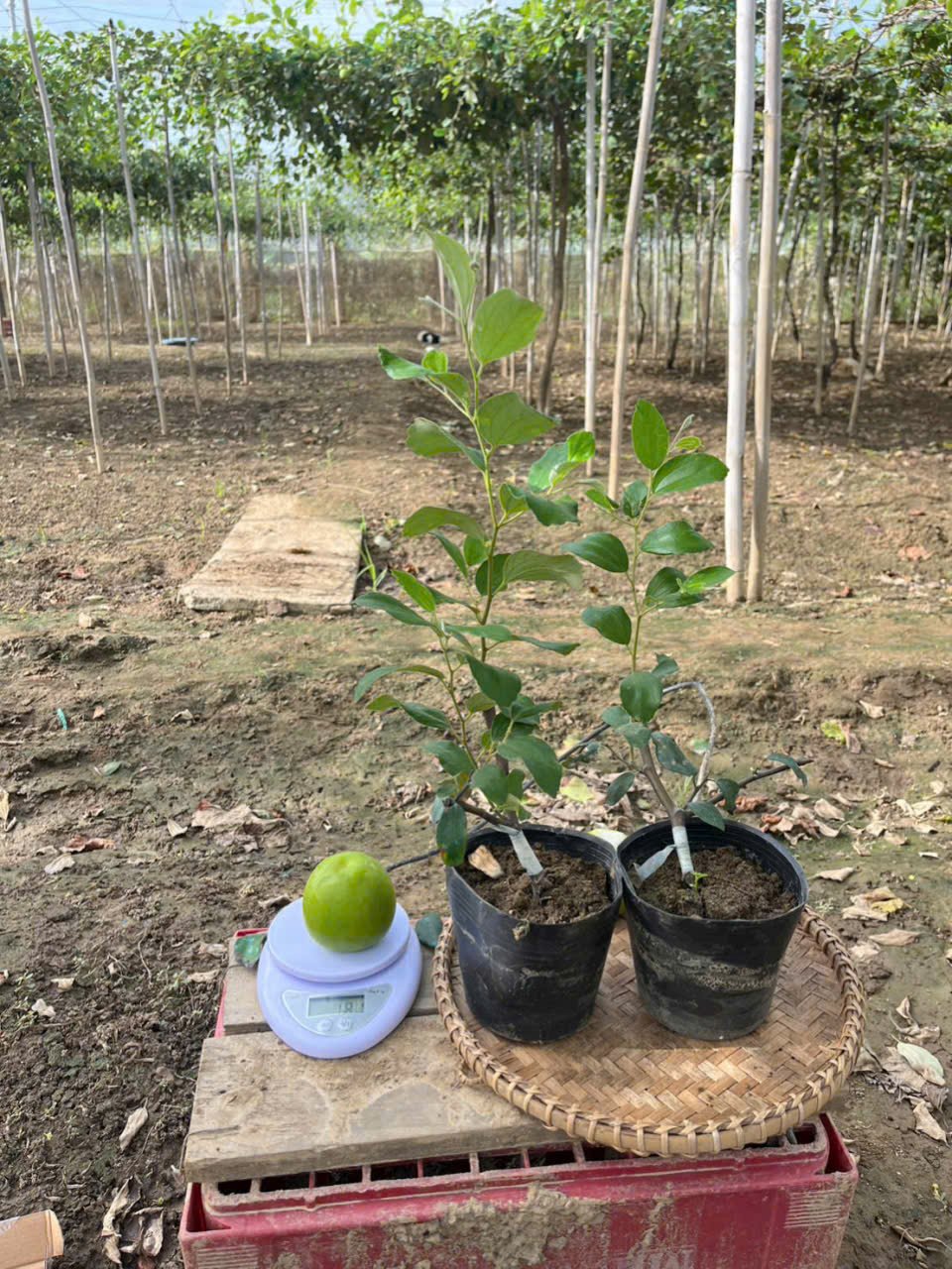 Cây táo Thái đang trái tại thế giới cây nho - Nông trại Hoàng Yến (7) Xử lý cây táo Thái khi nhận từ Viettelpost