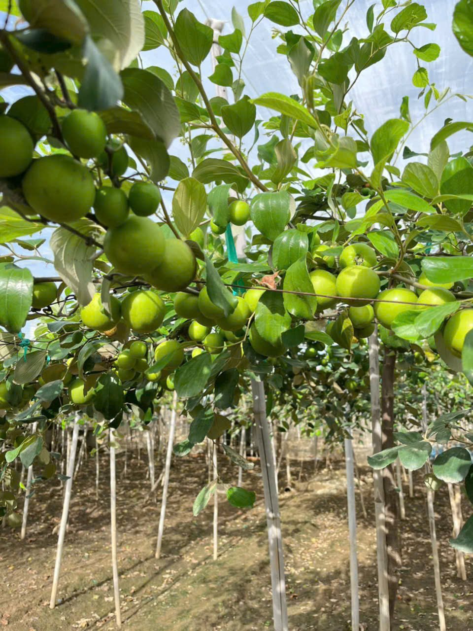 Cây táo Thái đang trái tại thế giới cây nho - Nông trại Hoàng Yến (9) Cây táo Thái đang trái tại thế giới cây nho - Nông trại Hoàng Yến