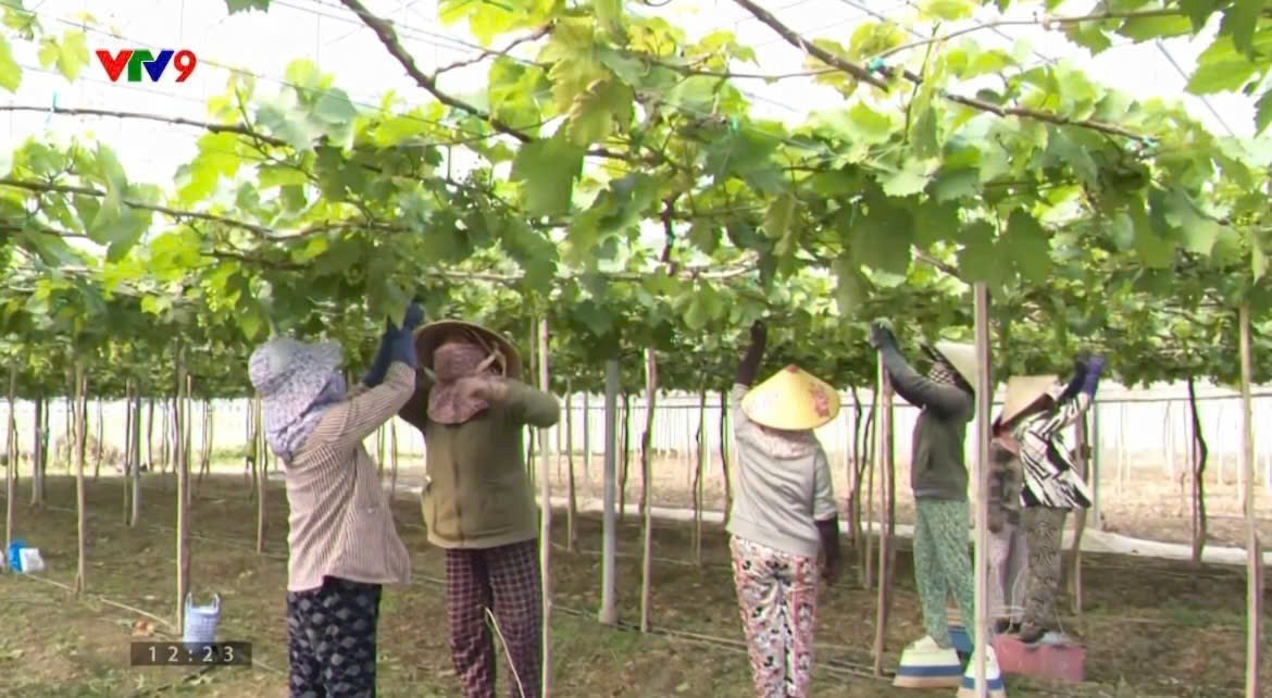 IMG_20251219_090301 Kỹ Thuật Trồng Nho: Những Thách Thức và Cơ Hội