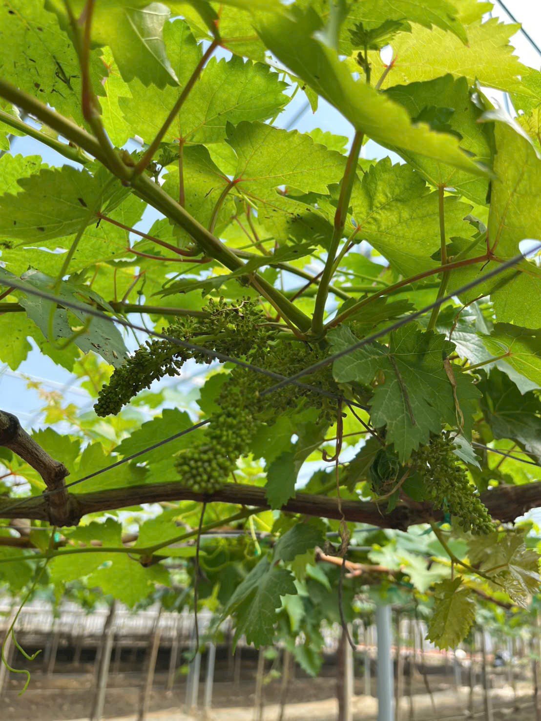 IMG_20260319_113131 90% Người Trồng Nho Sai Ở Giai Đoạn Ra Hoa – Bạn Có Đang Mắc Lỗi?Nhiều người trồng nho